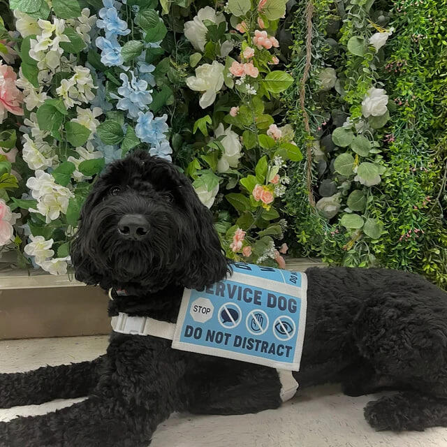 A black poodle mix is laying down in front of a backdrop of vines and spring florals. The dog is wearing a light blue service dog vest.