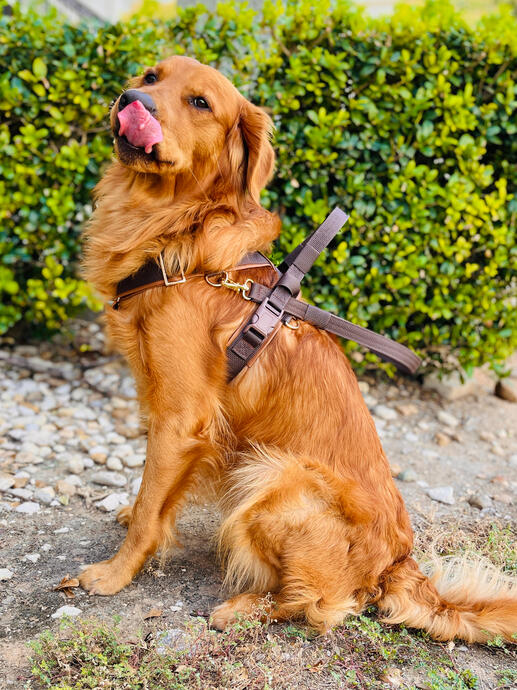 Sven the Golden Retriever