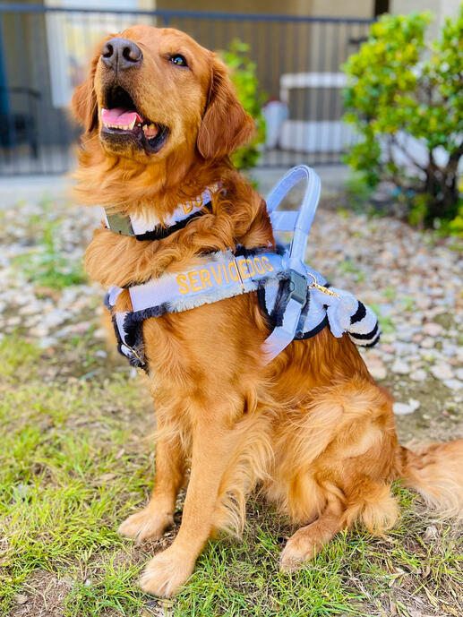 Sven the golden retriever Sven the golden retriever