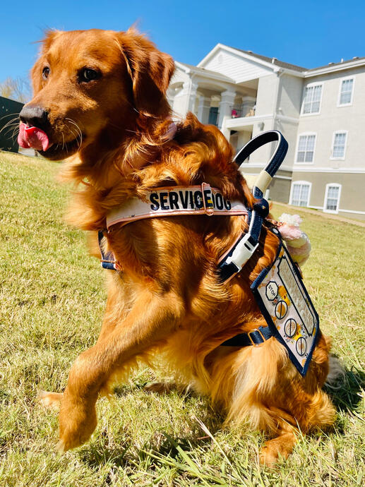 Sven the Golden Retriever