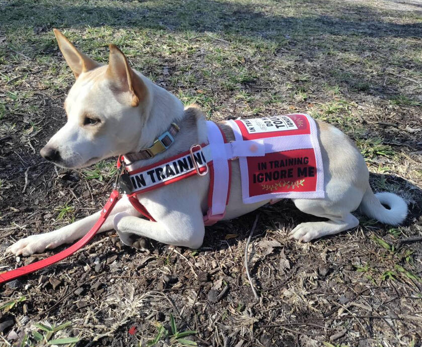A shiba inu wearing a red and white harness and cape that has "In Training" text across it. The dog is calmly laying in the grass looking away from the viewer.