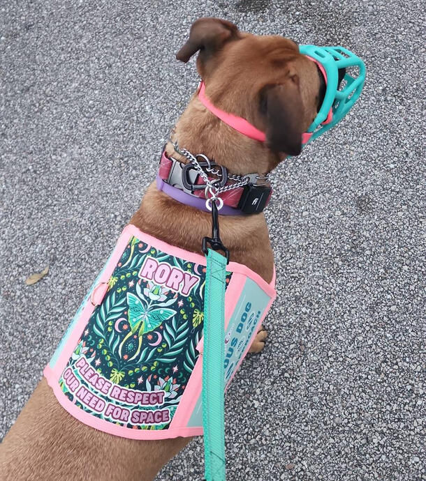 A mixed breed dog wearing a custom made pink and teal vest. The dog is also wearing a matching muzzle and leash.