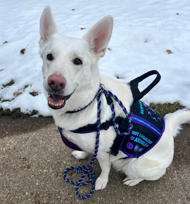 A white swiss shepherd sitting in the snow looking at the camera. The dog is wearing a purple and black service dog hybrid harness and cape with an upright handle.