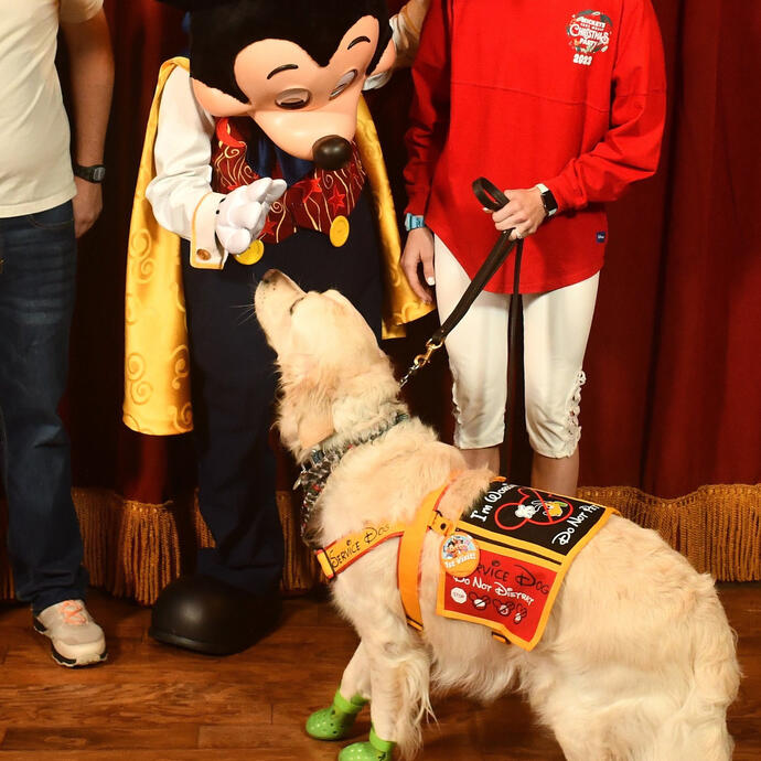 A light golden retriever wearing a mickey mouse themed service dog harness and cape. It is greeting a Mickey Mouse cast member at Disney.