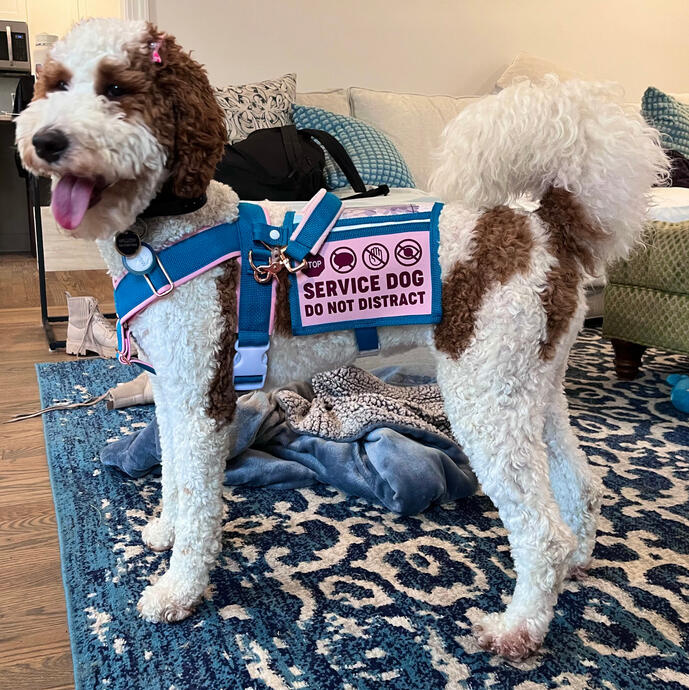 A poodle mix wearing a pink and teal service dog cape and harness. The dog is smiling and panting and looking off camera.