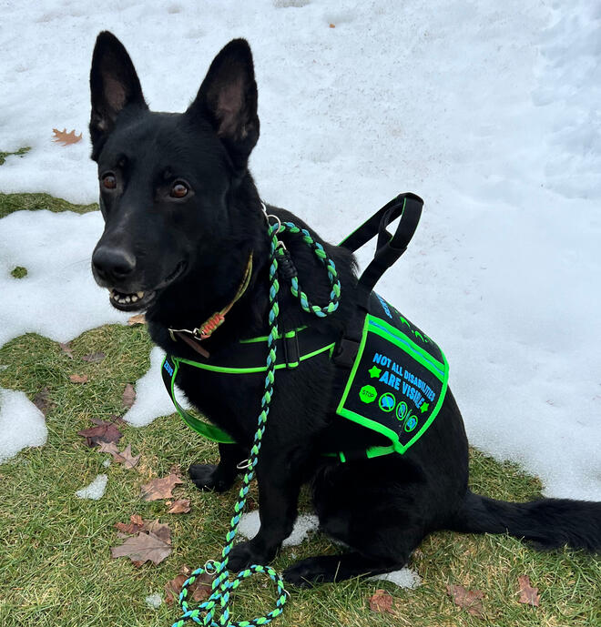 A black German shepherd sitting in the snow looking at the camera. The dog is wearing a green and black service dog hybrid harness and cape with an upright handle.