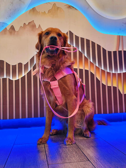 Sven the Golden Retriever