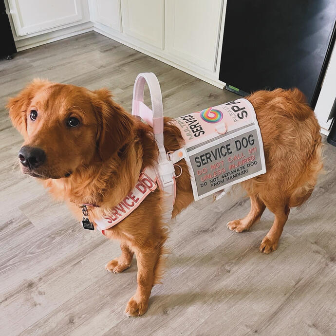 Dark golden retriever wearing a pink and grey service dog vest and cape with an upright handle.