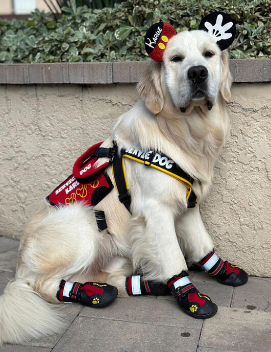 Karue the Golden Retriever Light cream golden retriever sitting on the ground while wearing a Mickey Mouse themed service dog vest and harness. The dog also has matching shoes and Mickey ears on, and is looking at the camera calmly.