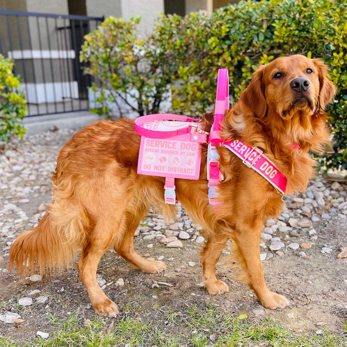 Sven the Golden Retriever Sven the Golden Retriever