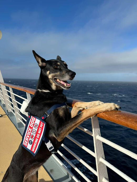 Kara the Shepherd Mix