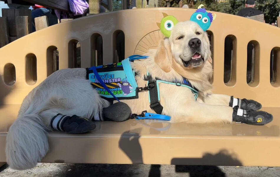 Light cream golden retriever laying on a bench smiling while looking at the viewer. The dog is wearing a Monsters Inc themed service dog harness and cape as well as matching shoes and Mickey Mouse ears.