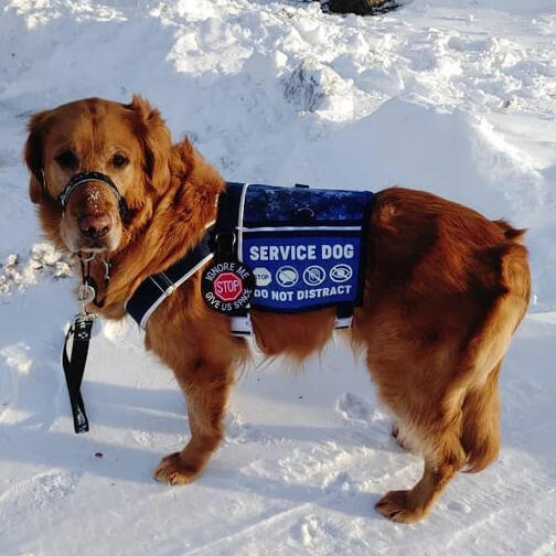 Dark golden retriever standing calmly in the snow, looking at the viewer. The dog is wearing a blue and black service dog cape and harness hybrid set.