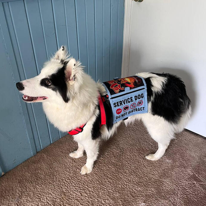 A black and white Yakutian Laika dog standing on carpet while wearing a black and red harness with a denim jean print service dog cape.