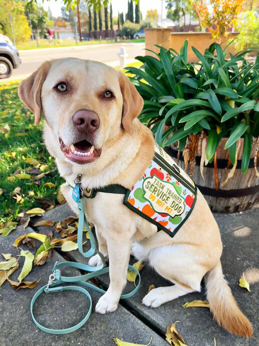 Finn the Labrador Finn the Labrador