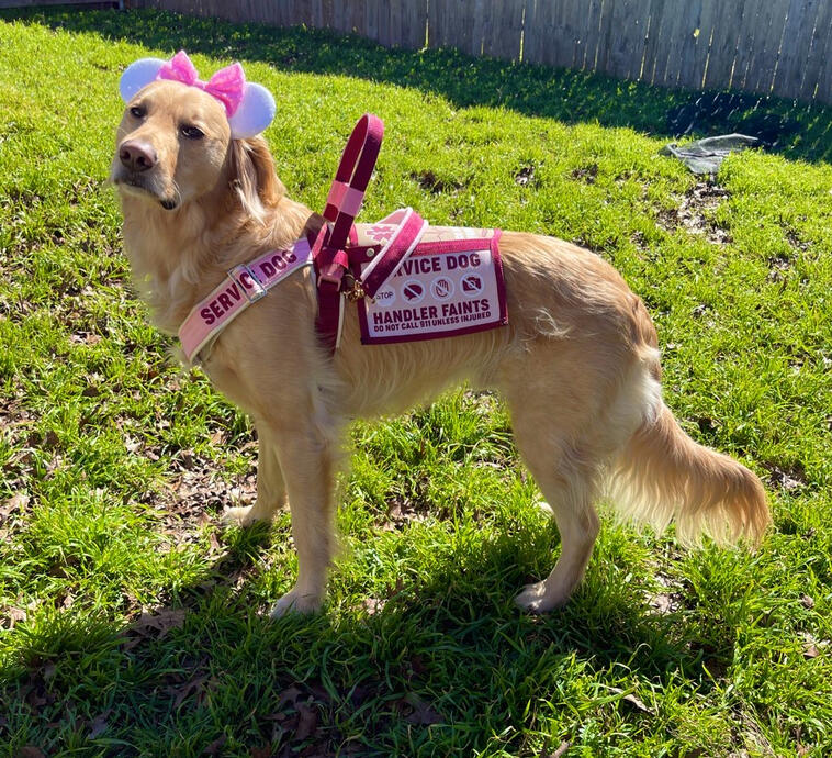 Golden retriever wearing a pink and maroon service dog vest and cape with an upright handle and soft handle. The dog is also wearing white and pink mickey mouse ears while standing calmly in the grass.