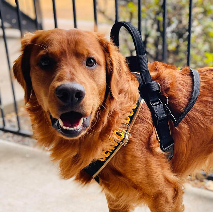 Sven the Golden Retriever