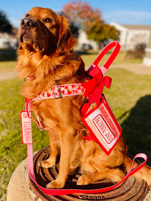 Sven the Golden Retriever
