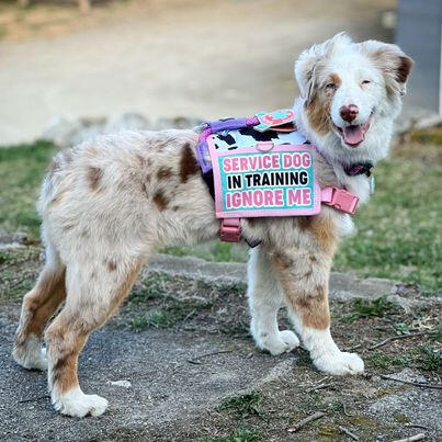 A merle Australian shepherd puppy wearing a pink and blue service dog vest with cow print accents. The dog is standing outdoors and looking at the camera while panting and smiling.