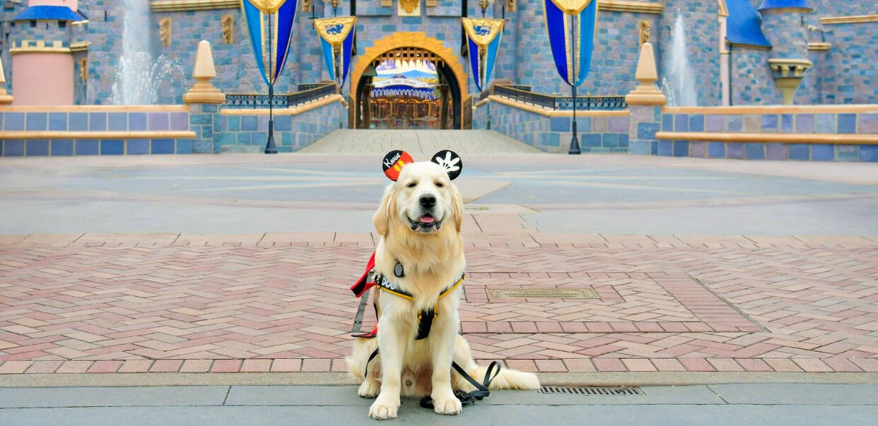 A golden retriever service dog sitting and smiling while wearing mickey mouse ears and mickey mouse themed service dog gear. The dog is posed in front of the Disneyland California castle.