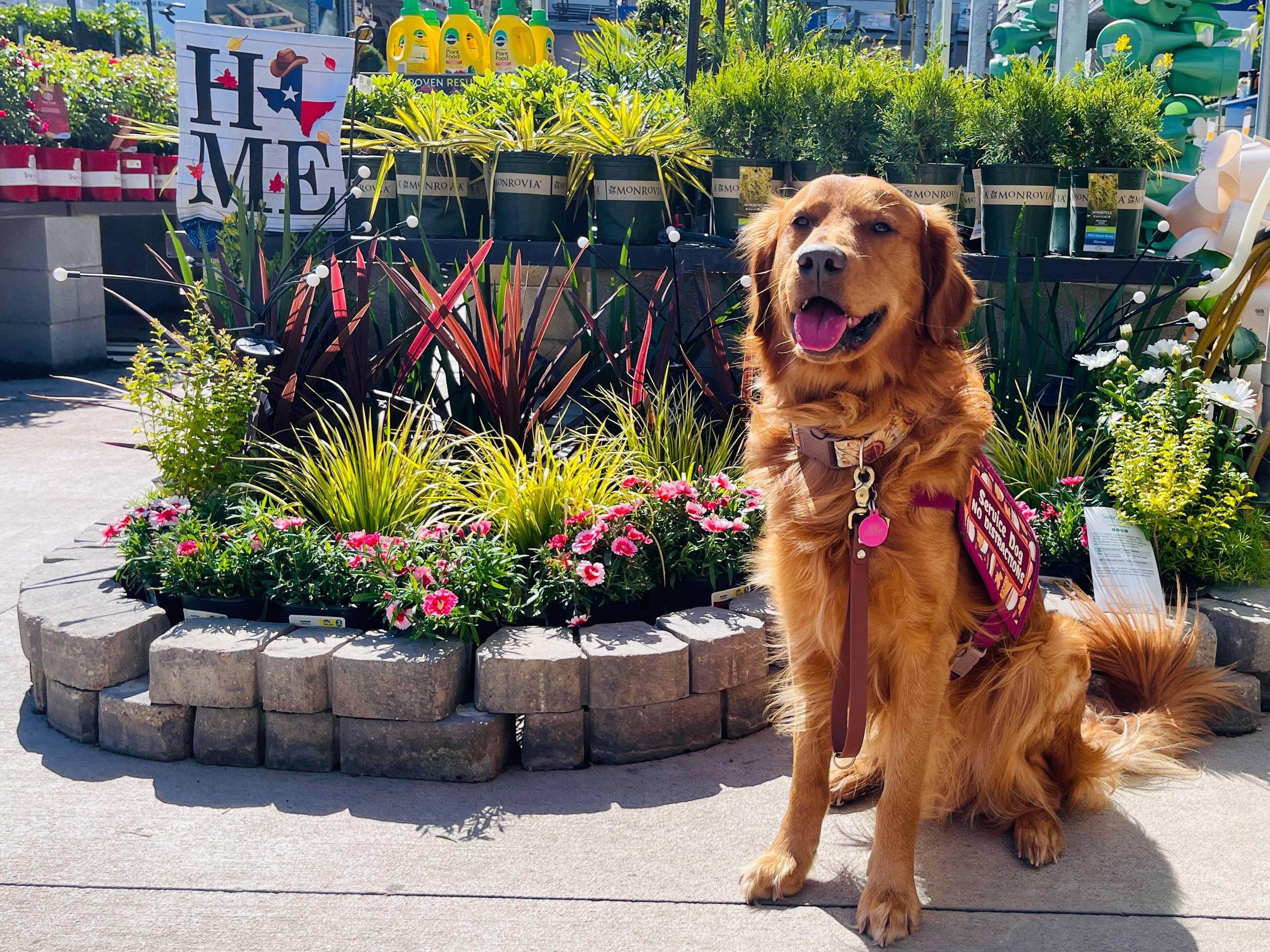 Dark golden retriever wearing a pink and grey service dog vest and cape with an upright handle.
